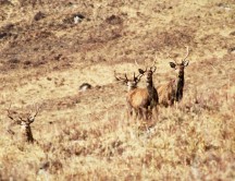 Land and Deer Management