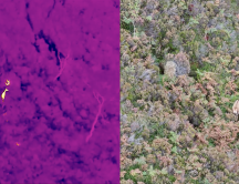 Thermal Drone Survey