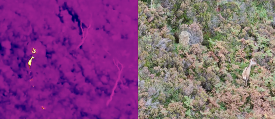 Thermal Drone Survey